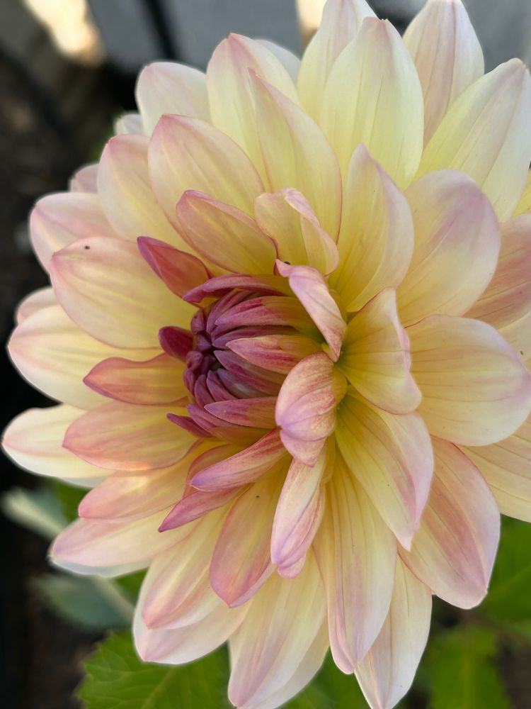 A yellow and pink dahlia