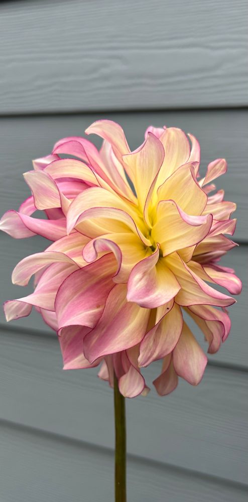 Pink and yellow dahlia 