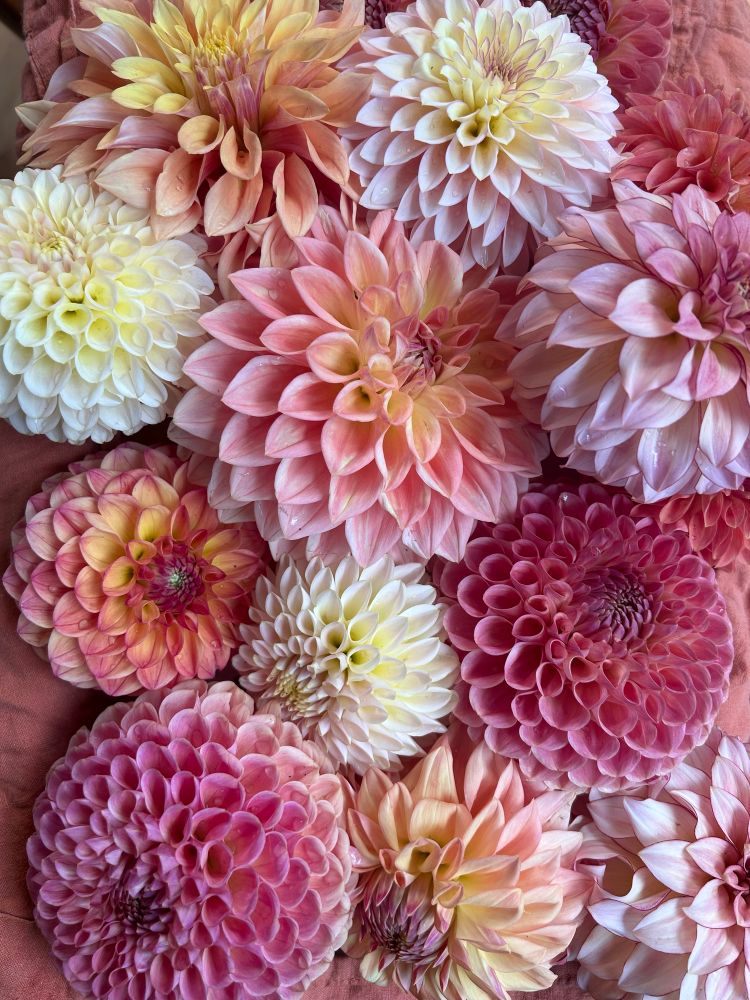 20 dahlias all the colors of the sunset.