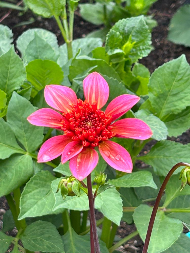 Pink open center dahlia