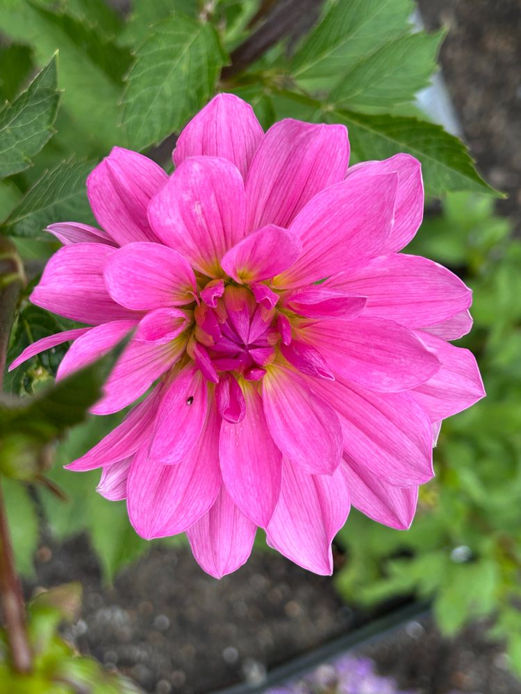 Pink waterlily dahlia