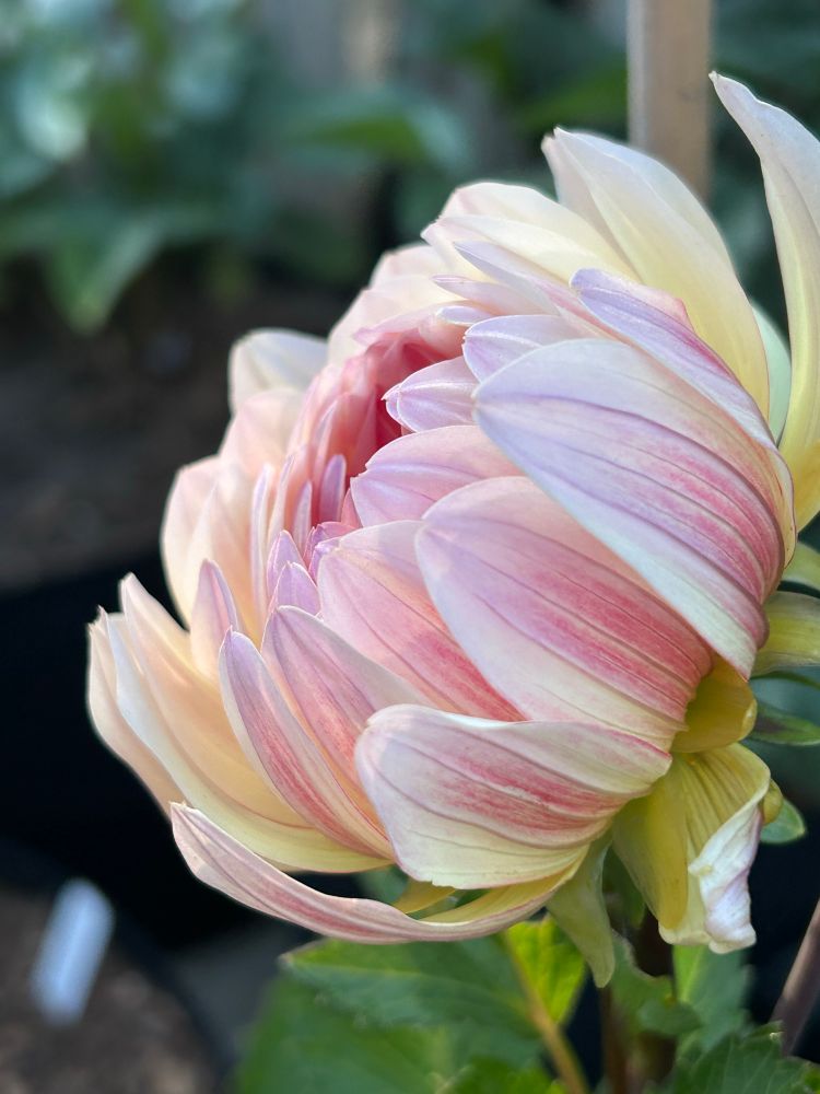 A yellow and pink dahlia from the side.