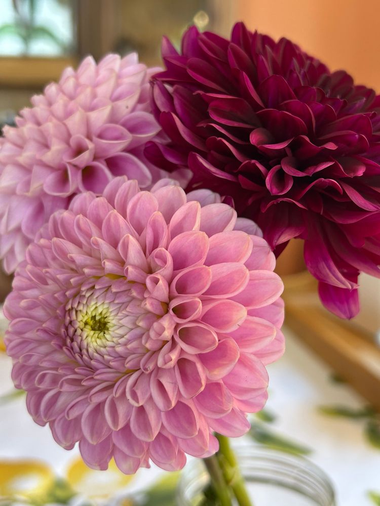 A group of dahlias- pink and dark red.