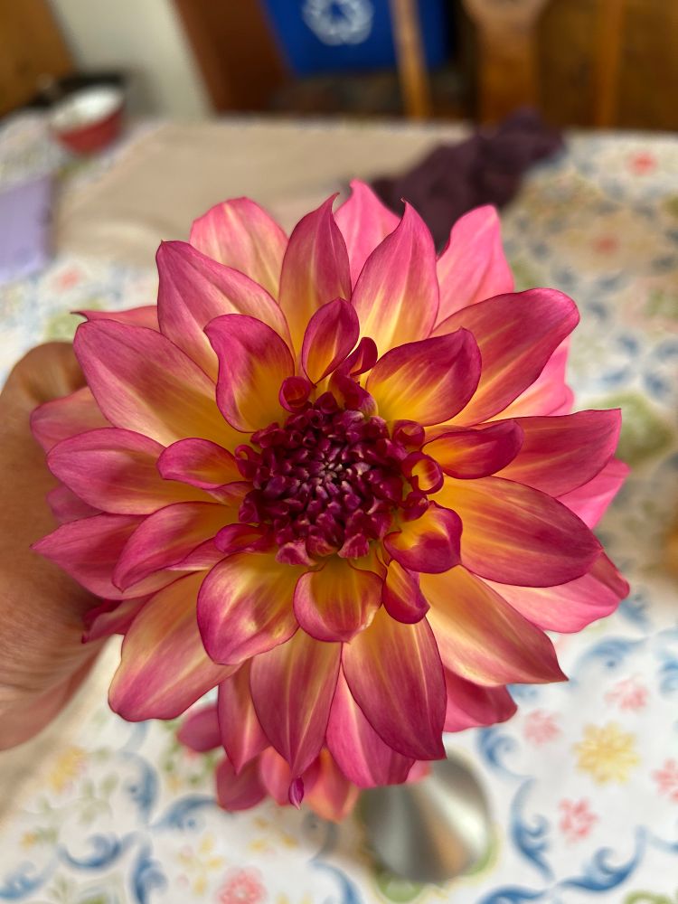 Pink and yellow dahlia