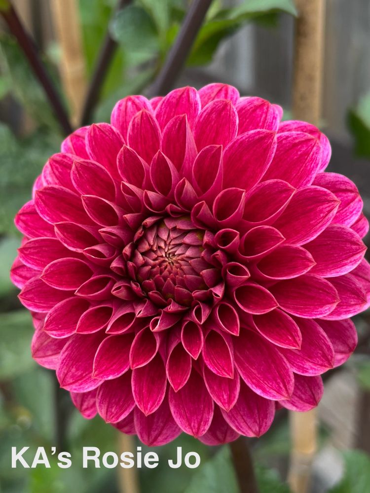 A dark rosy pink dahlia