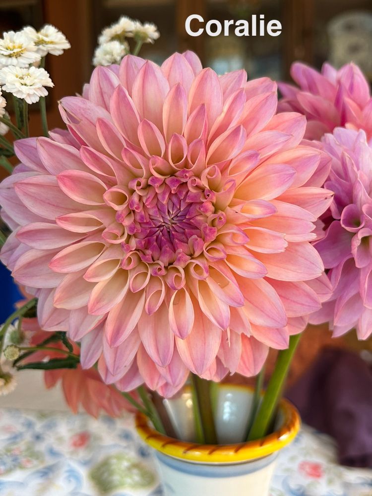A cream and pink ball dahlia