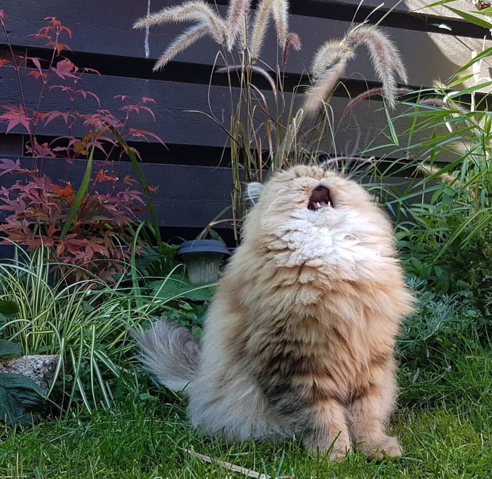 Fluffy tan and white cat with its head turned up and its mouth open as if yelling, with two pointy lower teeth visible, sitting on the grass of a yard with plants behind it and brown horizontal wood plank fence
