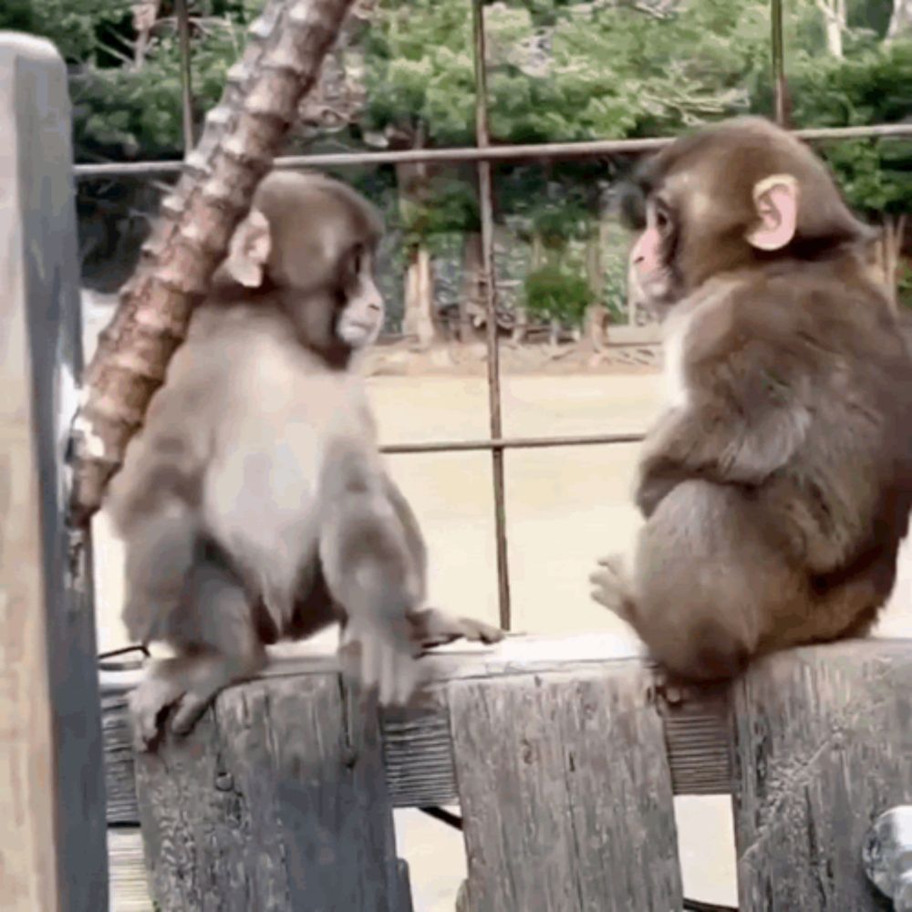 a couple of monkeys sitting on a wooden fence