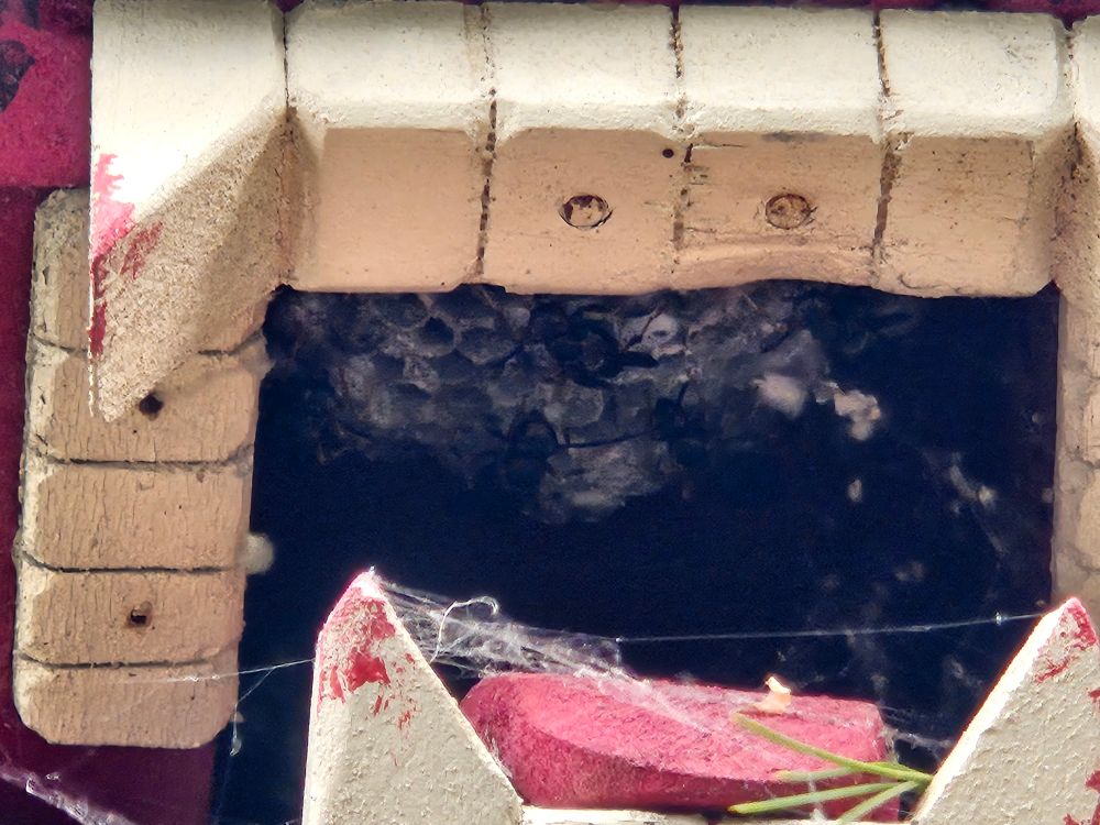 Close up of a hornet's nest inside the trifurcated mouth of a wooden bear