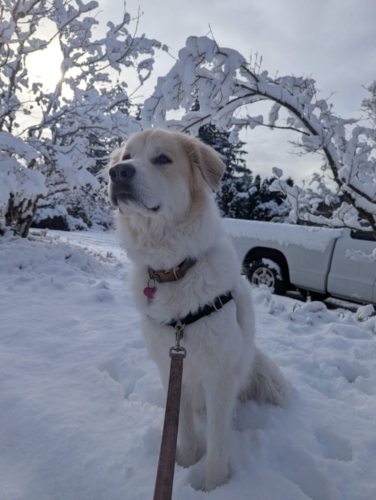 Big white dog in snow