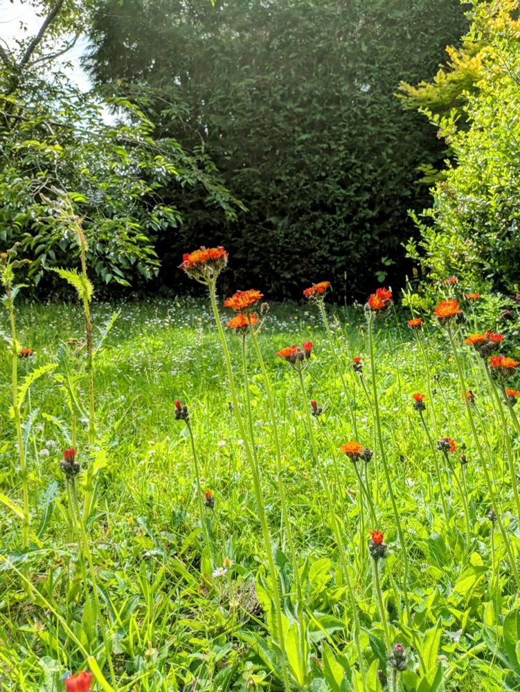 Picture of a suburban English lawn, very long grass, and orange wild flowers in the foreground 