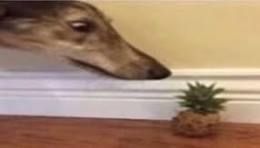 A low quality image of a dog staring at a rather small pineapple. The pineapple rests upon the wood flooring.