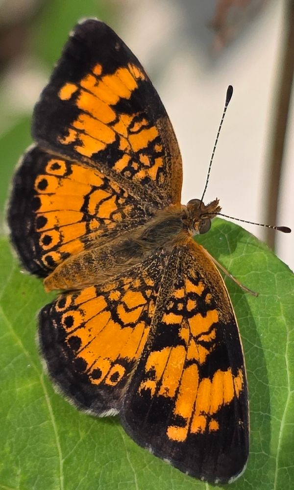 Black and dark orange butterfly...