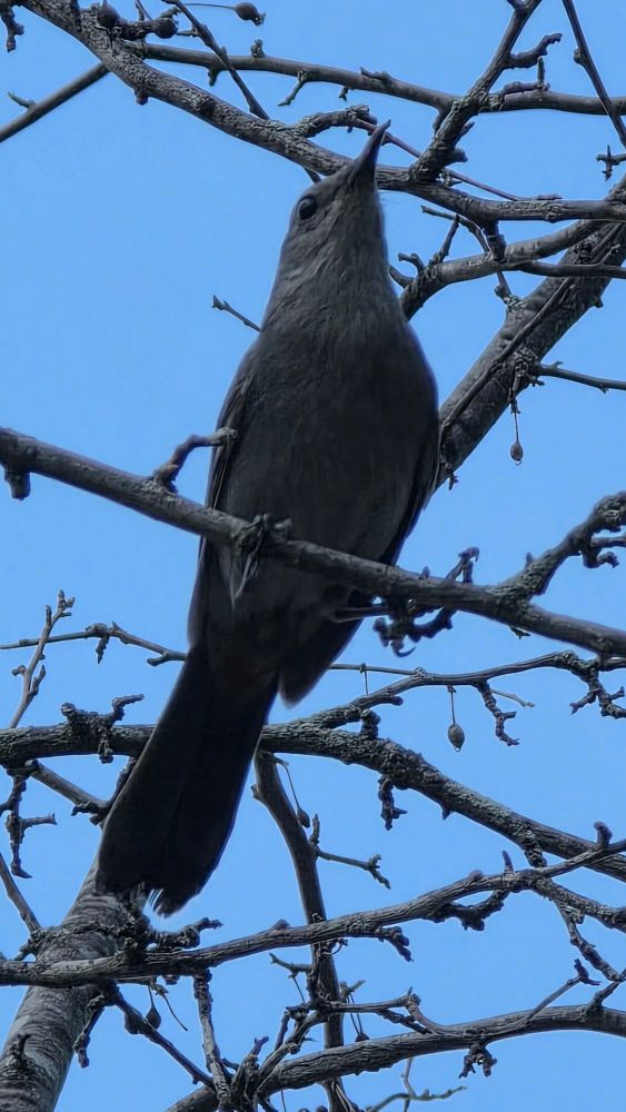 Small chirping bird...