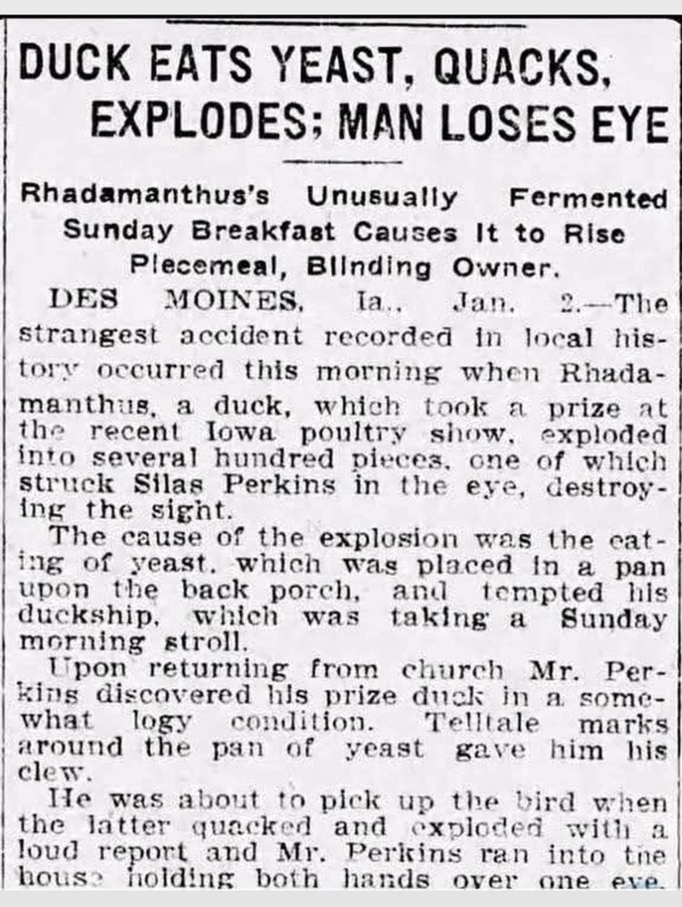 DUCK EATS YEAST, QUACKS.
EXPLODES; MAN LOSES EYE
Rhadamanthus's Unusually
Fermented
Sunday Breakfast Causes It to Rise
Plecemeal, Blinding Owner.
DES
MOINES,
Ia..
Jan. 2.--The
strangest accident recorded in local history occurred this morning when Rhada-manthus, a duck, which took a prize at the recent Iowa poultry show. exploded into several hundred pieces, one of which struck Silas Perkins in the eye, destroying the sight.
The cause of the explosion was the eating of yeast. which was placed in a pan auckship balk porchs angemptends
morning stroll.
Upon returning from church Mr. Perking discovered his prize duck in a somewhat logy condition.
Telltale marks
around the pan of yeast gave him his
He was about to pick up the bird when the latter quacked and exploded with a loud report and Mr. Perkins ran into the house holding both hands over one eve.