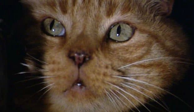 The face of an orange cat with green eyes watching a xenomorph brutally kill someone.