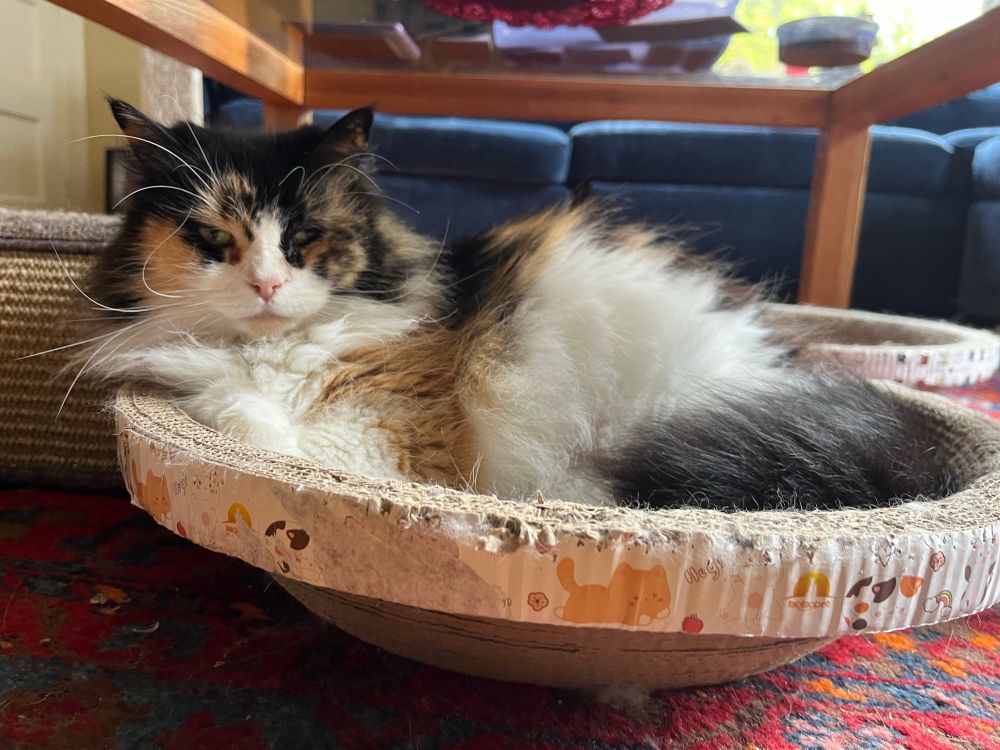 A fluffy calico cat.