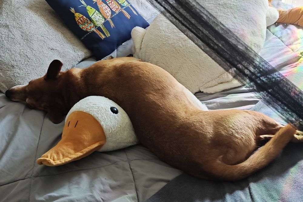 A red short haired dog is lying with his shoulders on a large stuffed goose. He appears misshapen.