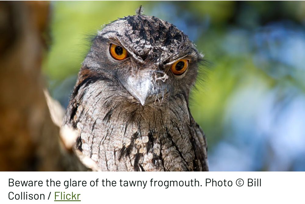 Tawny frogmouth. The best birb.
