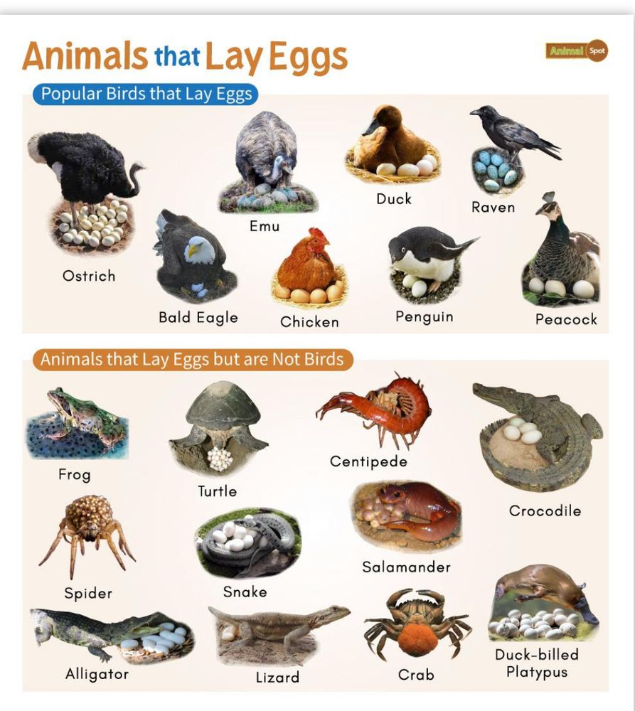 Pictorial list of animals that lay eggs including birds, also includes crocodiles, spiders, turtles etc. They are all women 😂 lol