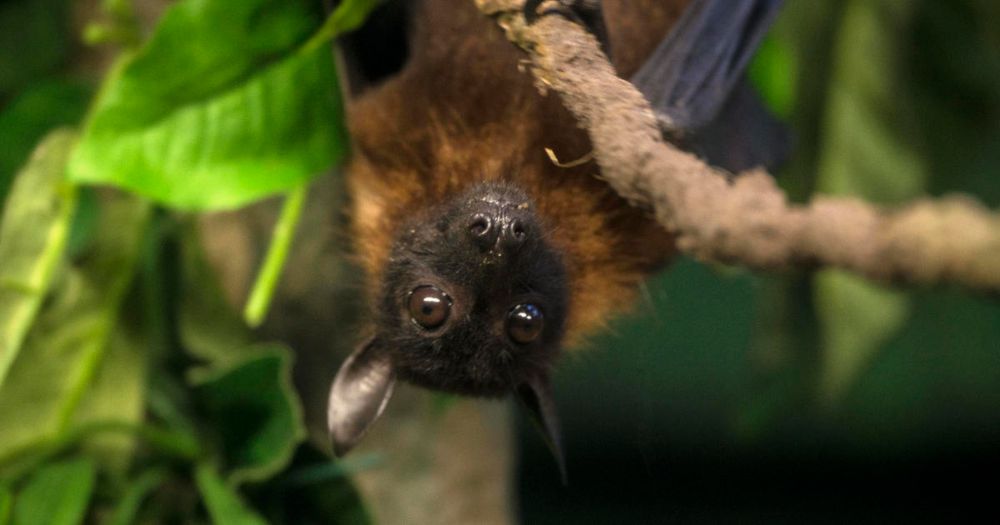 Minnesotan dies after rabies exposure from bat, health officials say