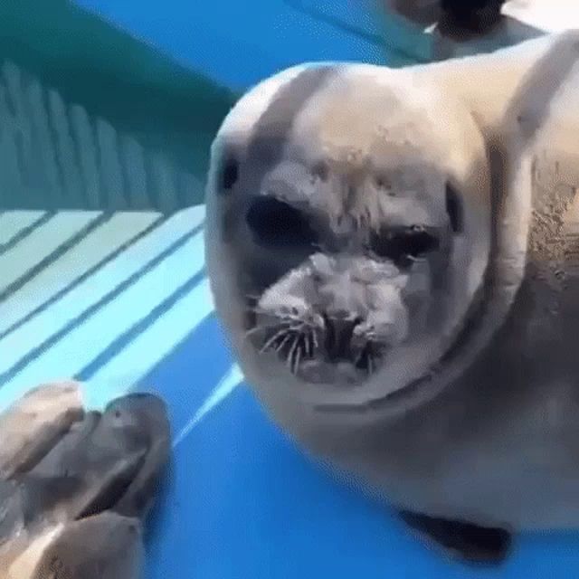 Seal Tongue Seal GIF