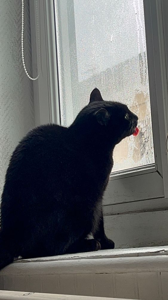 scrokmou qui leche la vitre de la chambre d'hadès