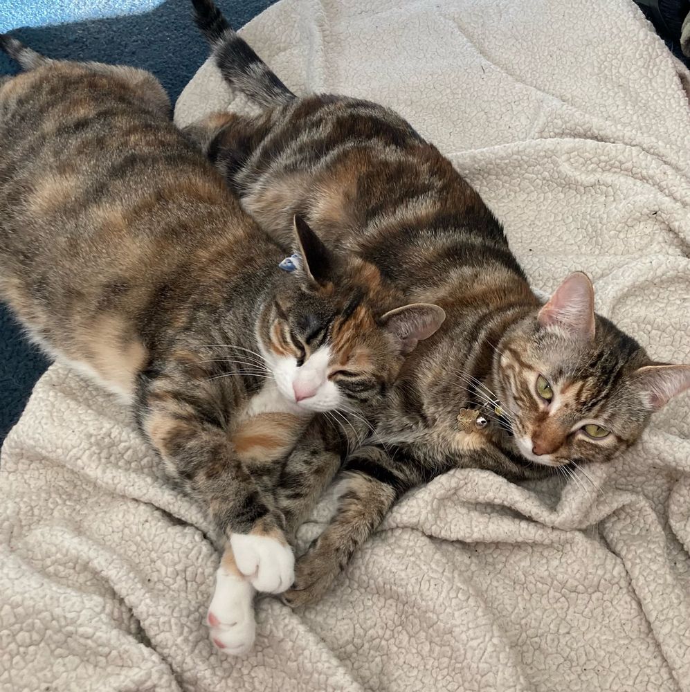 Two cats laying on a white blanket on the floor together. The larger cat, Gracie, is resting her head on the smaller cat, Mimi, who has her eyes open.
