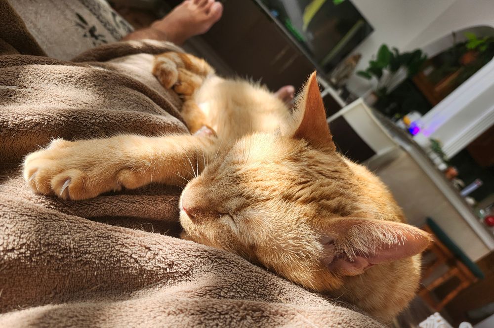 Olly the ginger cat asleep on a brown blanket in dappled sunshine