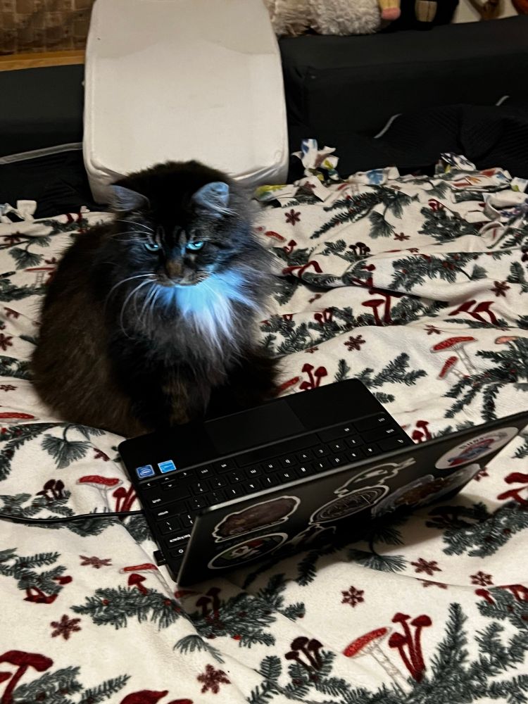 A grey and dark brown Domestic Longhair sitting up behind an open laptop as if she had been watching or working on it