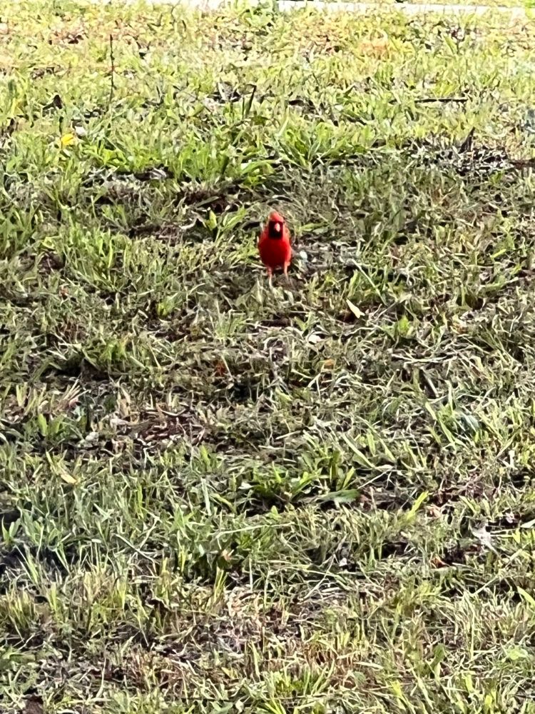 Cardinal staring straight at the camera.