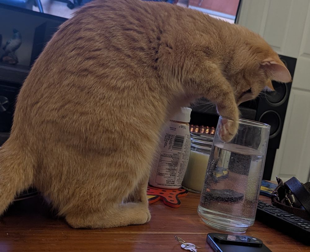 My friend marmalade who is a cat putting her paw in my glass of water