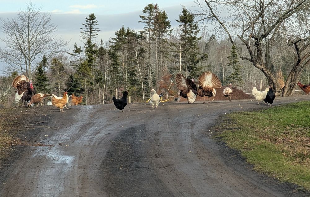 A bunch of chickens and turkeys blocking the road