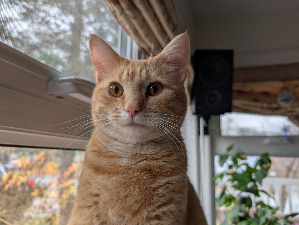 Marmo sitting up looking at me like 'why did you disturb my rest'