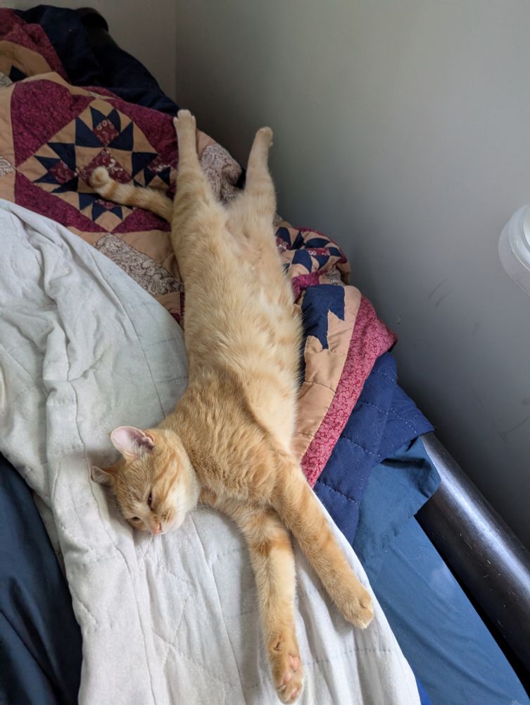 My friend marmalade who is a cat all stretched out in my unmade bed
