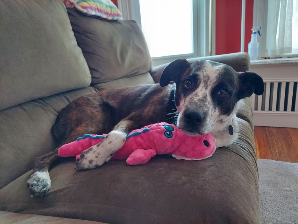 Image is a medium sized black and white dog lying on a brown couch holding a pink, stuffed lizard under one arm