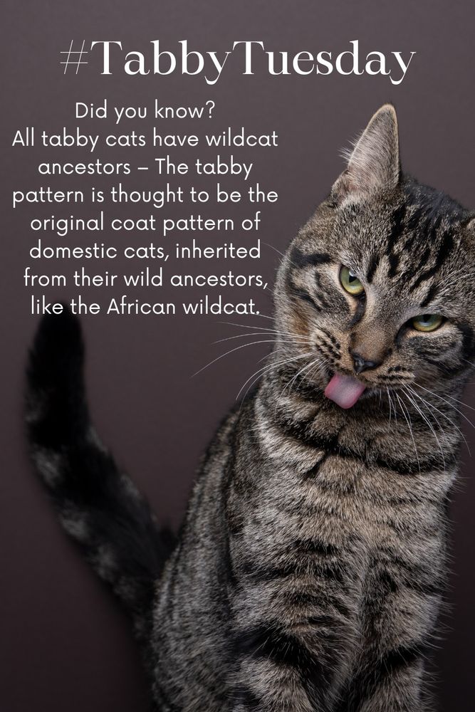 A tabby cat leaning to the side and licking his coat. The heading is #TabbyTuesday and there's a fun fact: Did you know? All tabby cats have wildcat ancestors – The tabby pattern is thought to be the original coat pattern of domestic cats, inherited from their wild ancestors, like the African wildcat.
