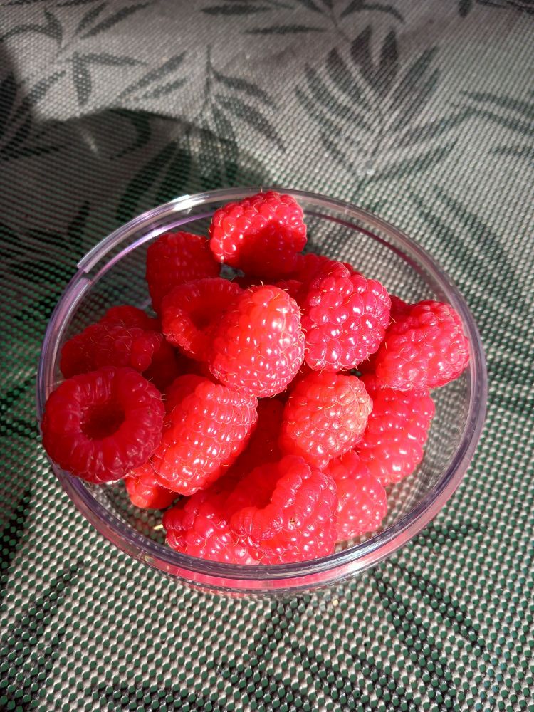 Eine kleine Schale selbstgepflückter Himbeeren 