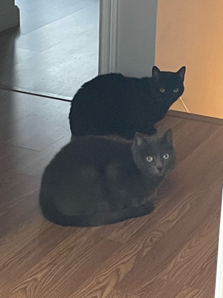 The same black and gray cat from the first image, now both turned to look at the camera.