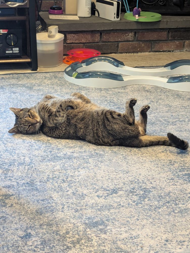 Tabby cat laying on her back with her face facing the camera