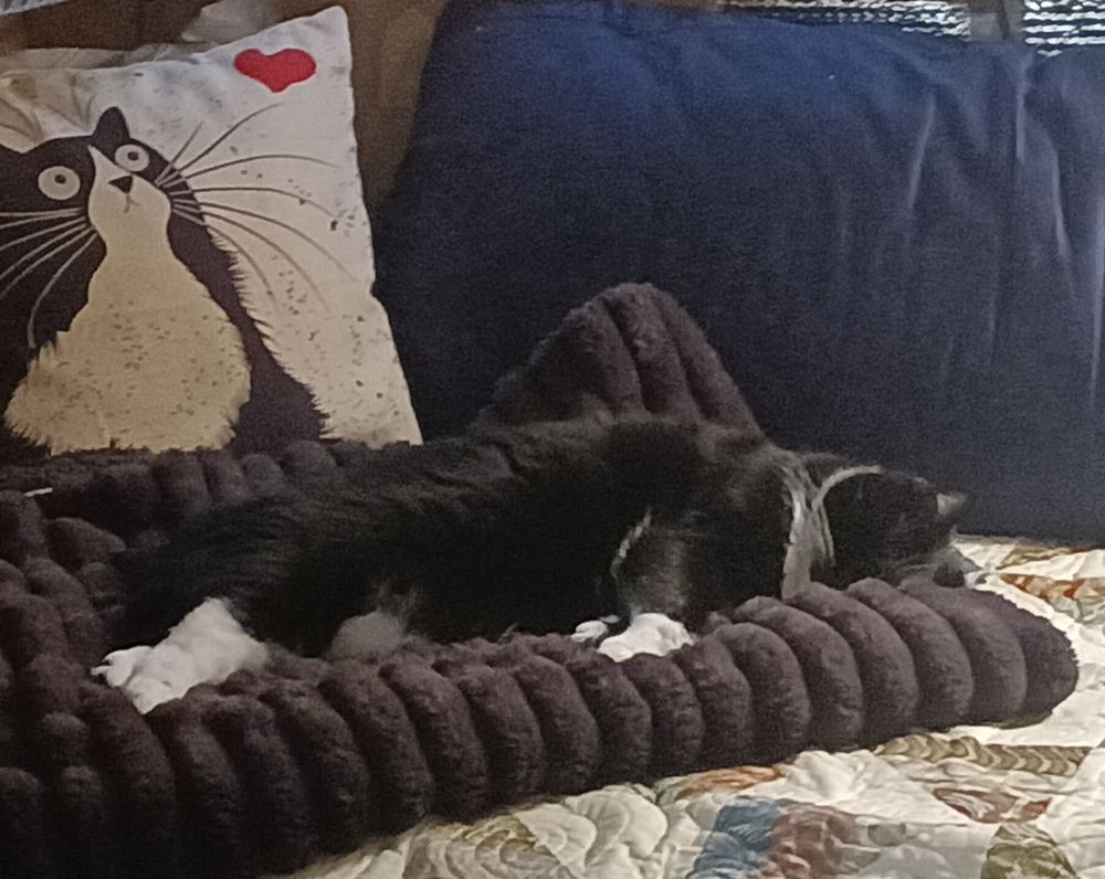 A beautiful black and white fur baby rests peacefully on a soft brown blanket.