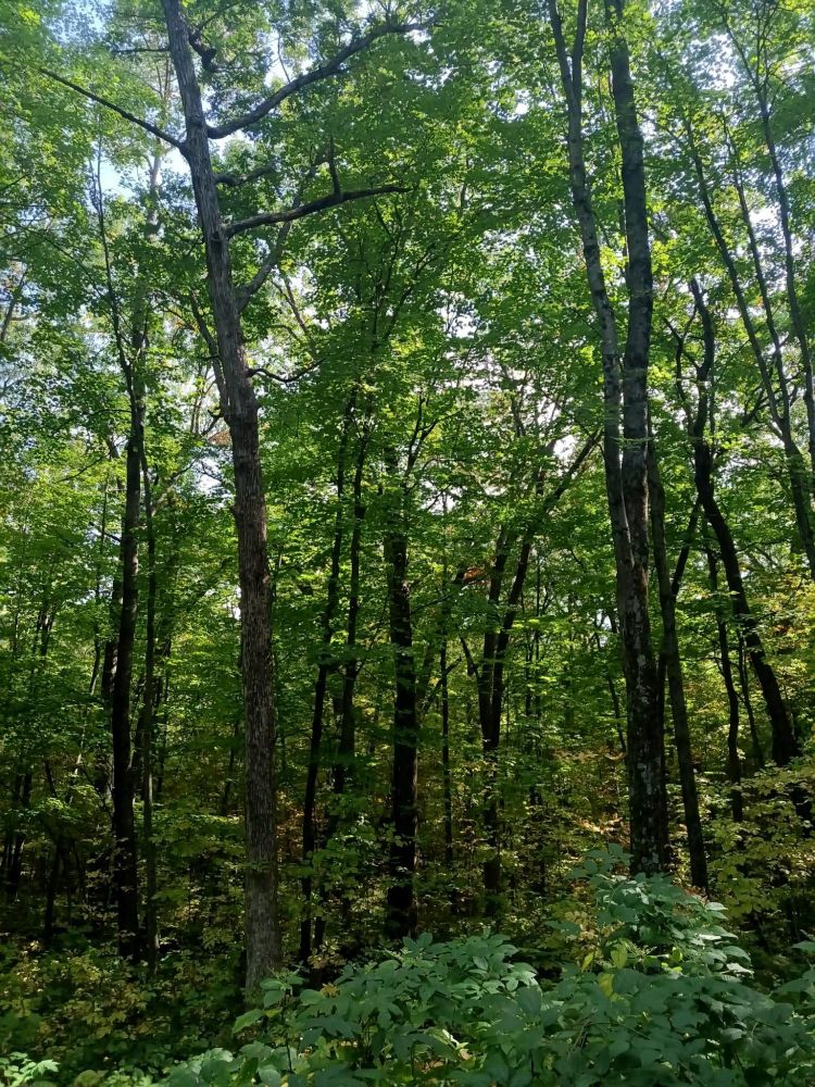 Blue sky in the background of a changing seasons Forest with sunlight peeking through.