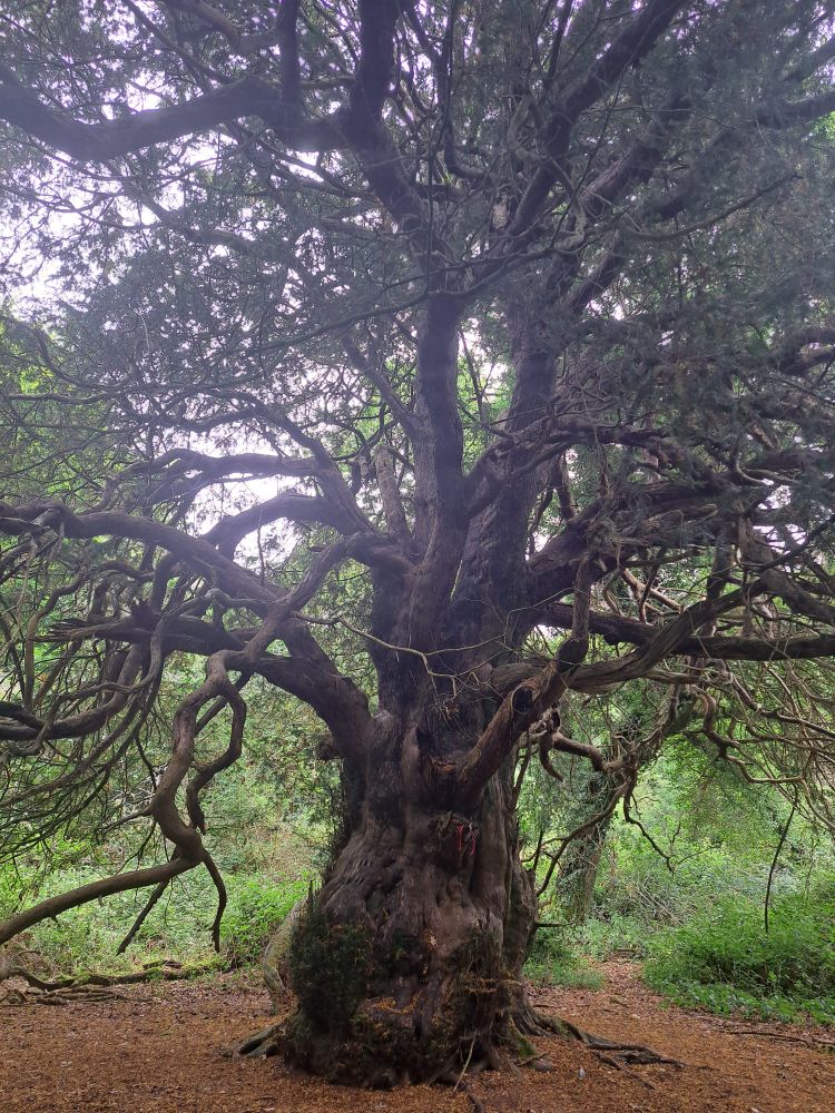 2000 year old yew tree
