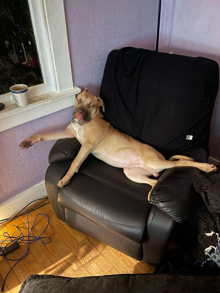 Pitbull lounging on a recliner.