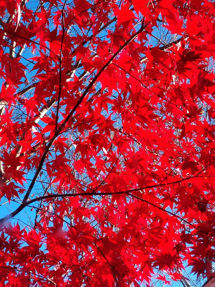 Bright red Japanese maple tree.