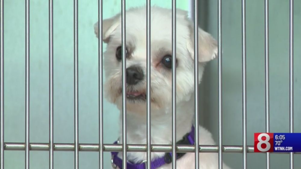 Connecticut animal shelters at capacity