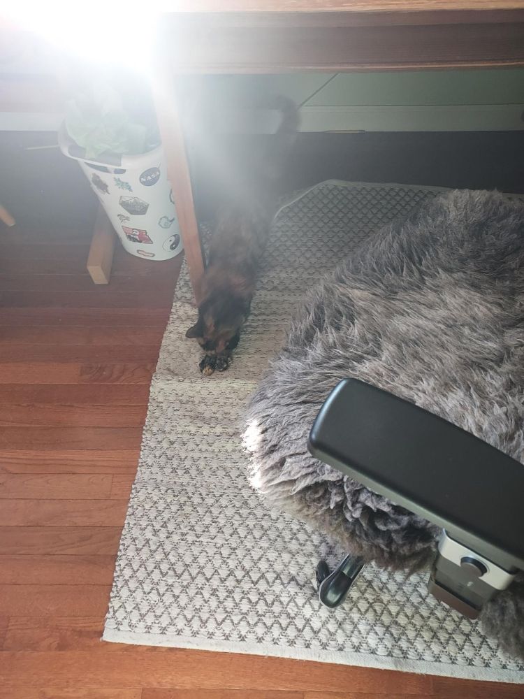 Photo of a small tortie cat playing catch and chase with a germinated pea, under my desk.