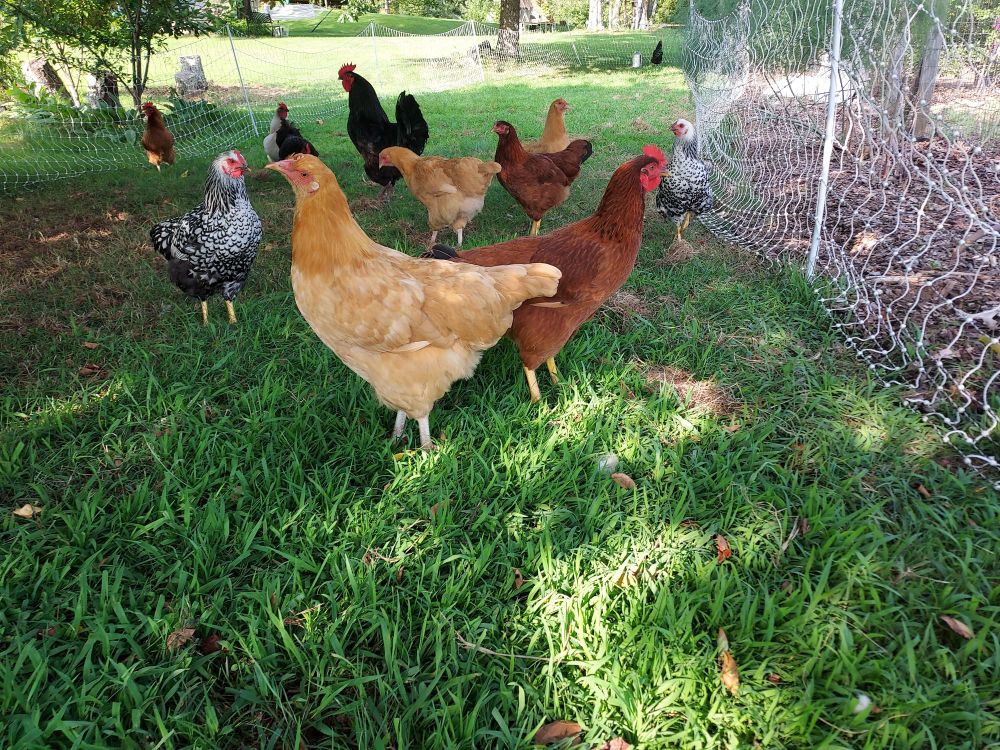 Bunch of chickens hanging out in the grass.