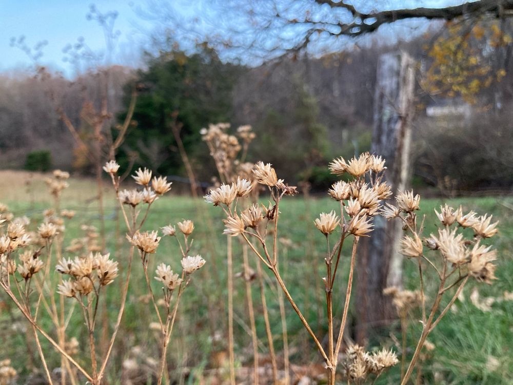 Wingstem or crownbeard wildflower seed heads against a backdrop of a fence, pasture, trees, and a mountain