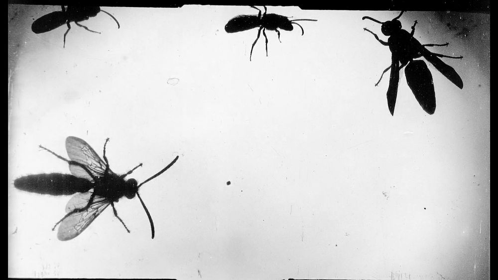 flies